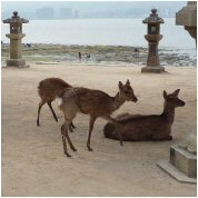 滿島也是鹿